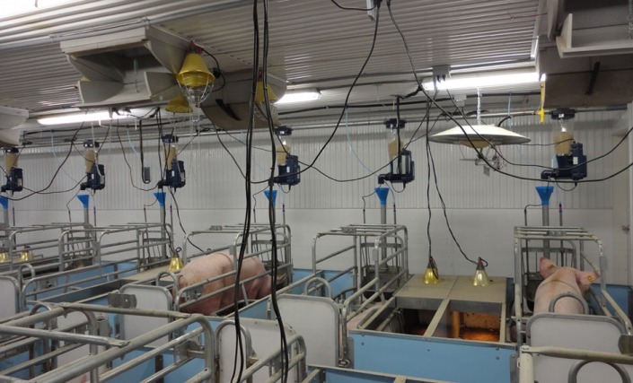 Gestal FM Gestal FM installed on automatic feed delivery system