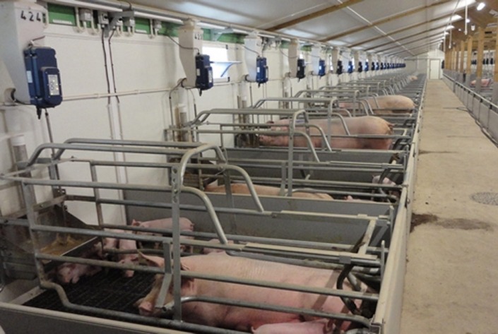Gestal FM Gestal FM installed on automatic feed delivery system