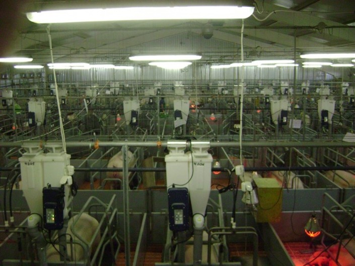 Gestal FM Gestal FM installed on automatic feed delivery system