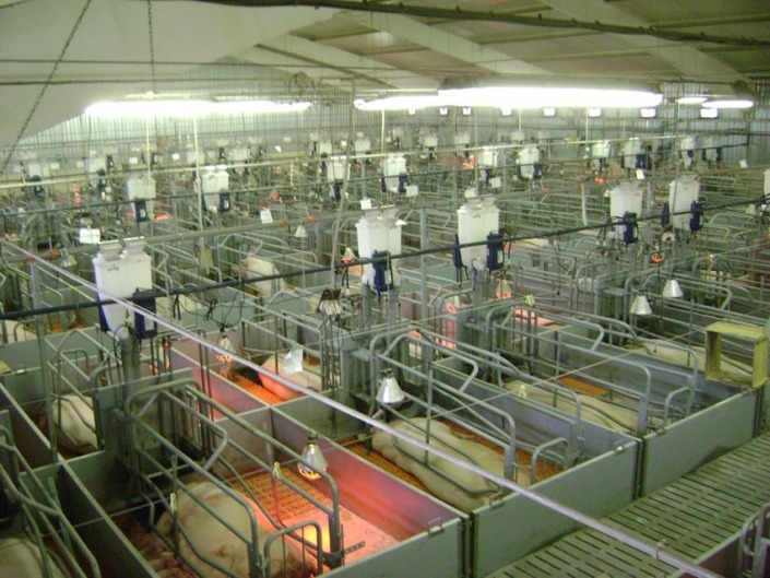 Gestal FM Gestal FM installed on automatic feed delivery system