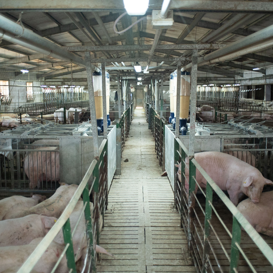 Top 12 Questions about the Transition to Group Housing