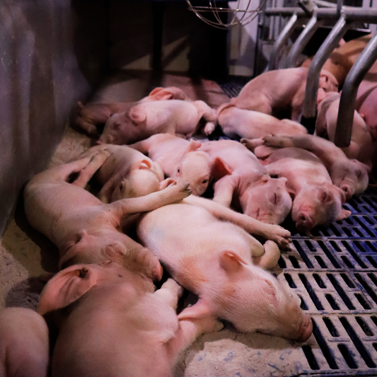 Adaptive Heat Mats for Better Piglet Survival in Farrowing Rooms