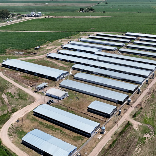 El Cherú: A Journey of Innovation and Precision Feeding Strategies