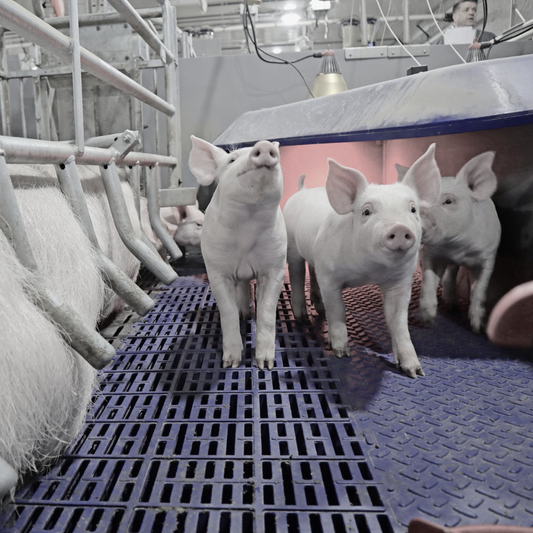 Successful Farrowing Management: From Pigs to People