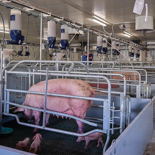 Optimizing Farrowing Sow Feeding at a Budget Price