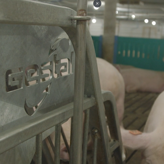 How Genetic Gains Demand Smarter Sow Feeding Strategies