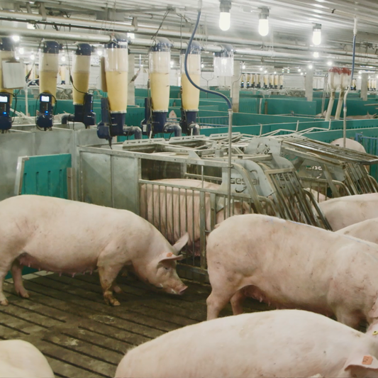 Do Producers Need to Train Their Animals?