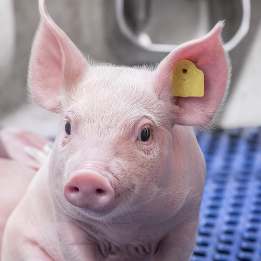 Setting the Standard in Sustainable Swine Breeding with the Right Products