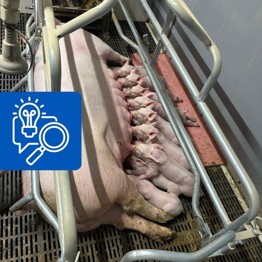 Feeding Hyperprolific Sows for Better Farrowing Results