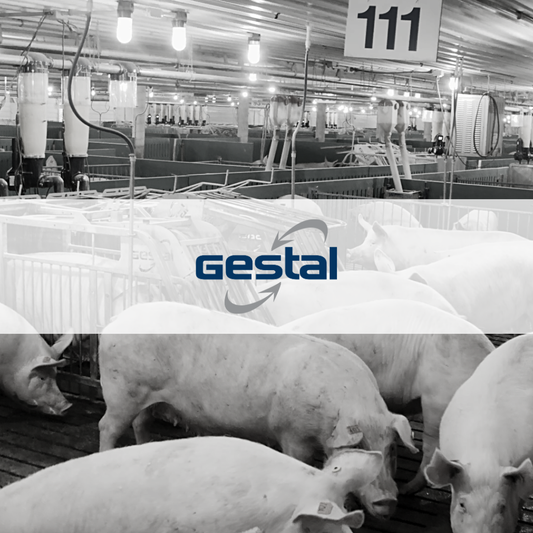 Testimonial: Sow Feeding System to Help Optimize Day-to-day Operations