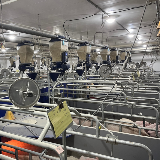 Precision Feeding: a Modern Swine Feeding Solution