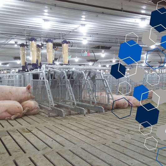 How to Select a Feeding System for Gestating Sows in Group?