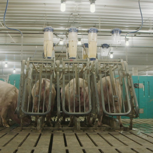 Proposition 12: Navigating Facility Asset Options