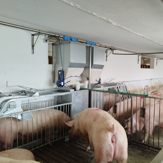 8 Strategies to Retrofit your Sow-farm at Less Cost