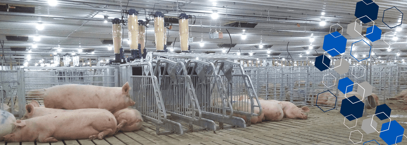 Open pen gestation with GESTAL station and pigs laying around