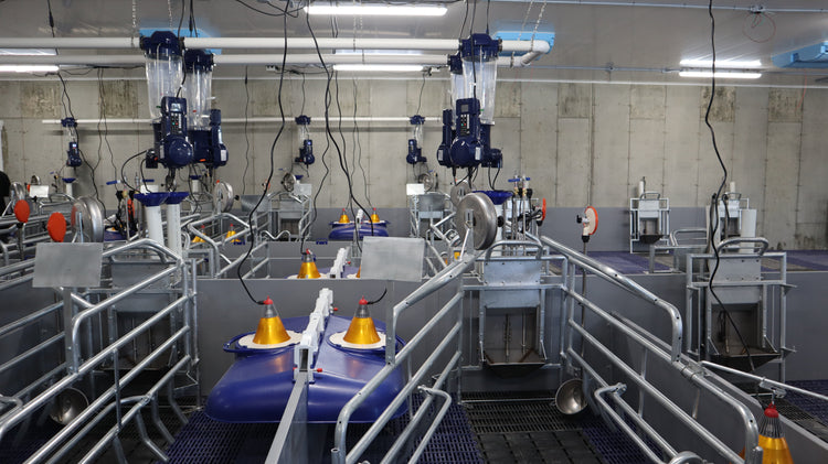 Farrowing room in a pig farm with smart feeding system