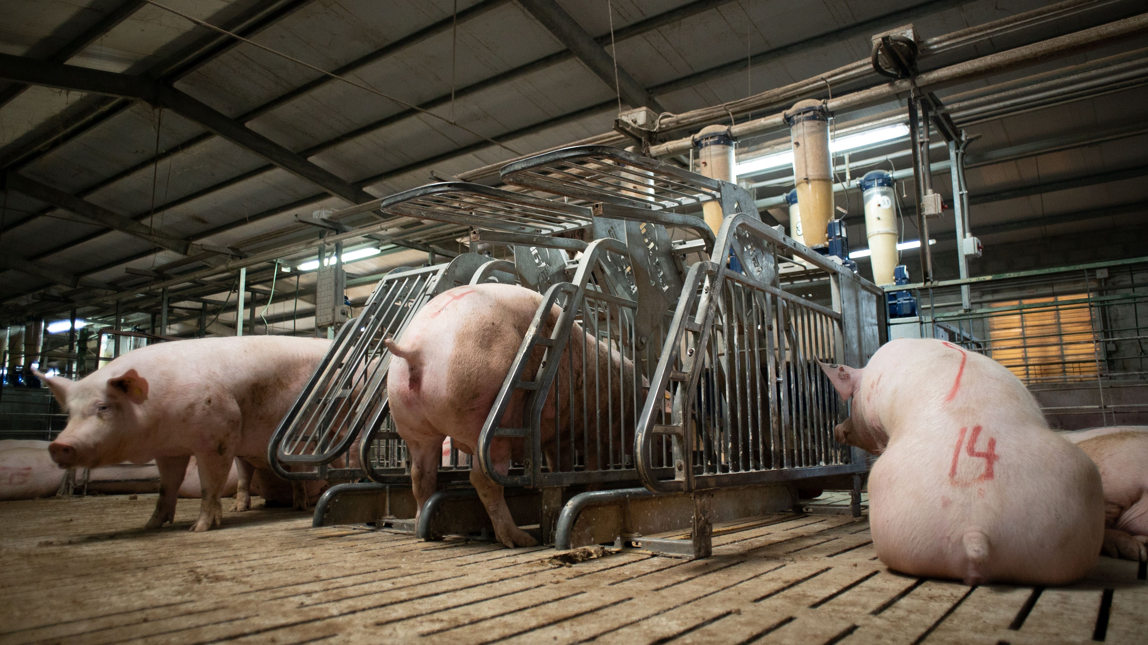 Pig in an open pen gestation, with smart feeding system