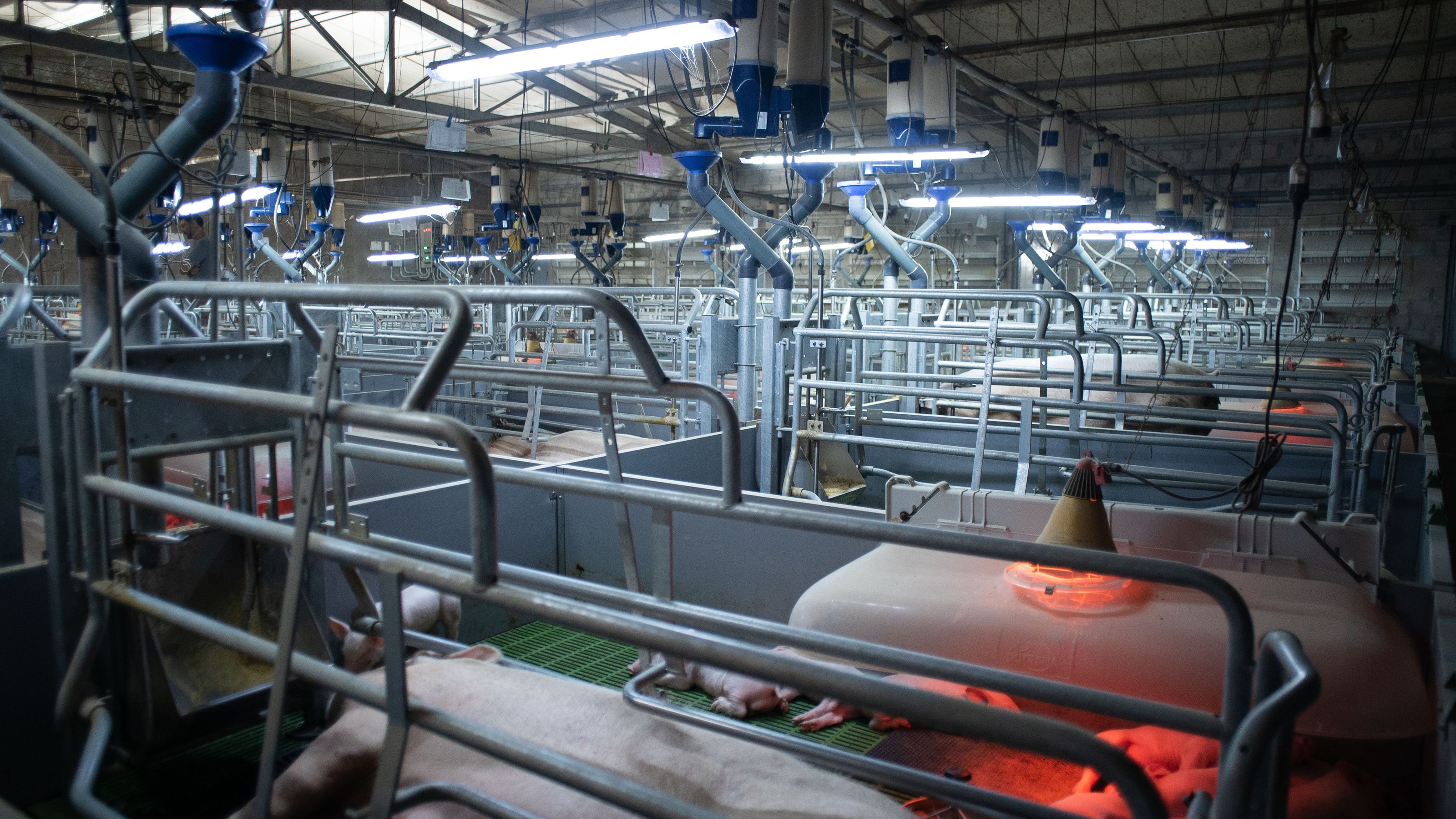 Pig farm with sows and piglets. GESTAL in the background