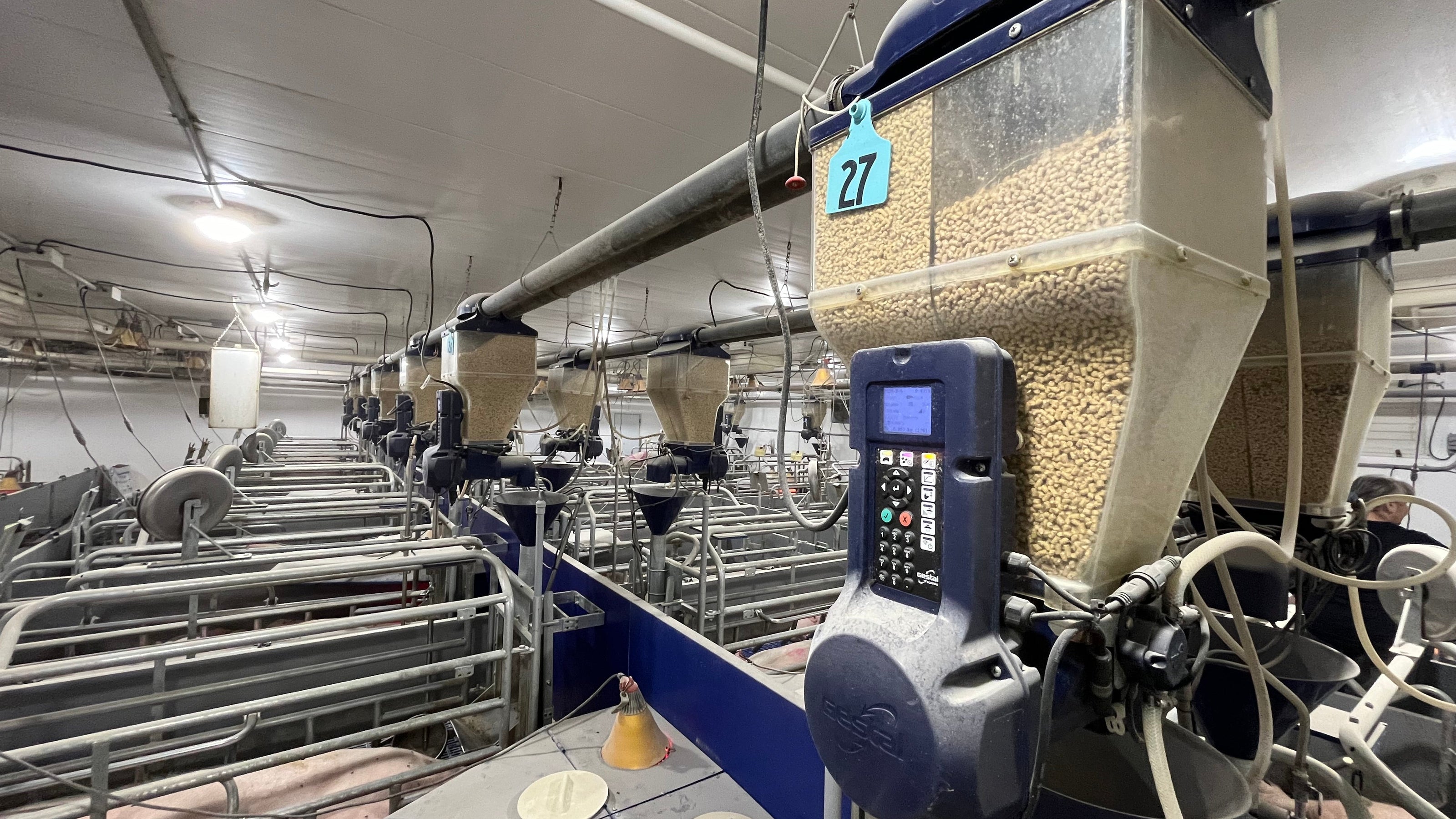 GESTAL Quattro in a sow farm