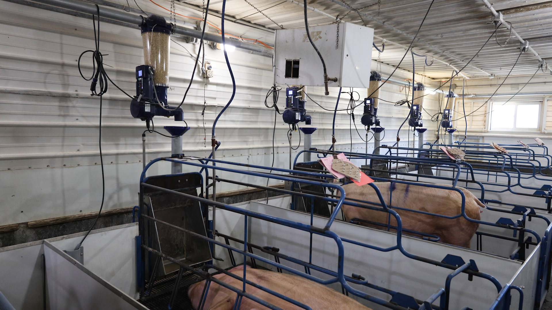 GESTAL Smart feeding system in a farrowing room.