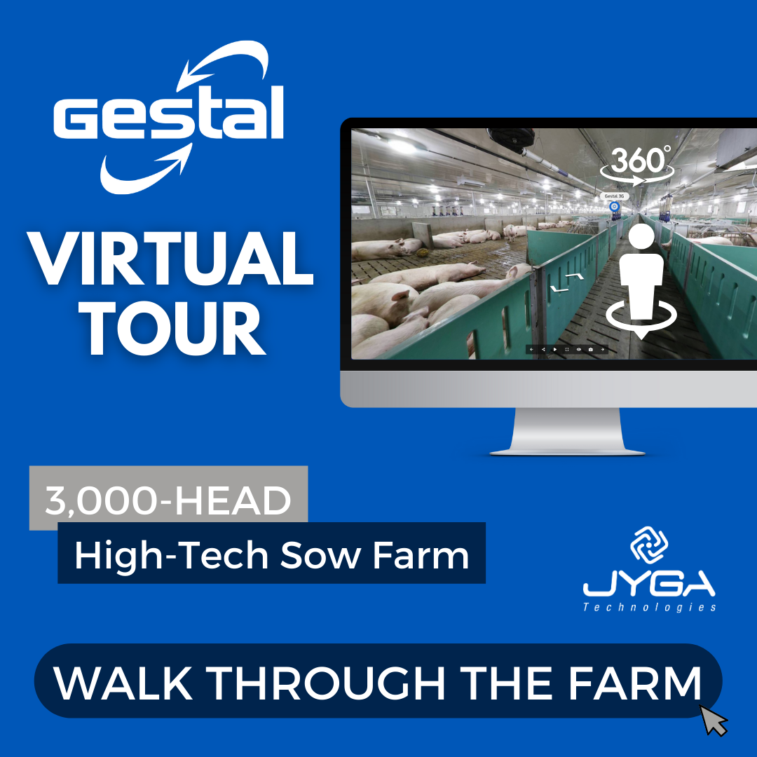Take the GESTAL Virtual Tour of a high-tech sow farm
