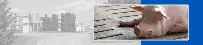 Pig farm with sleeping sow