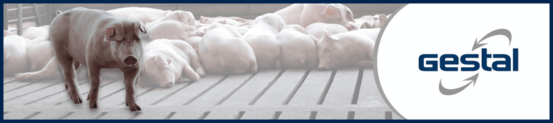 Gilt in pig farm with GESTAL logo