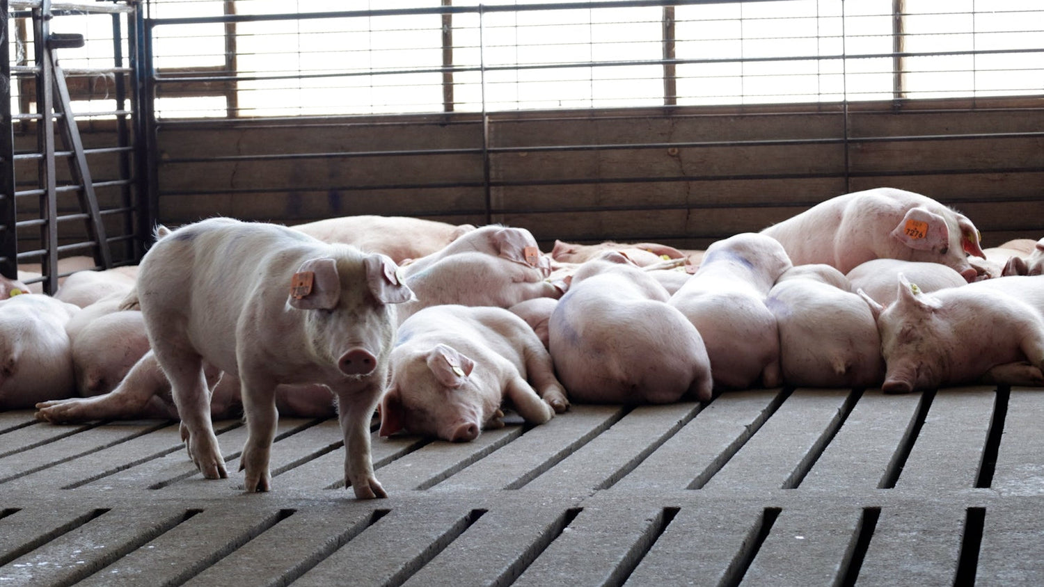 Group of pigs in a barn setting
