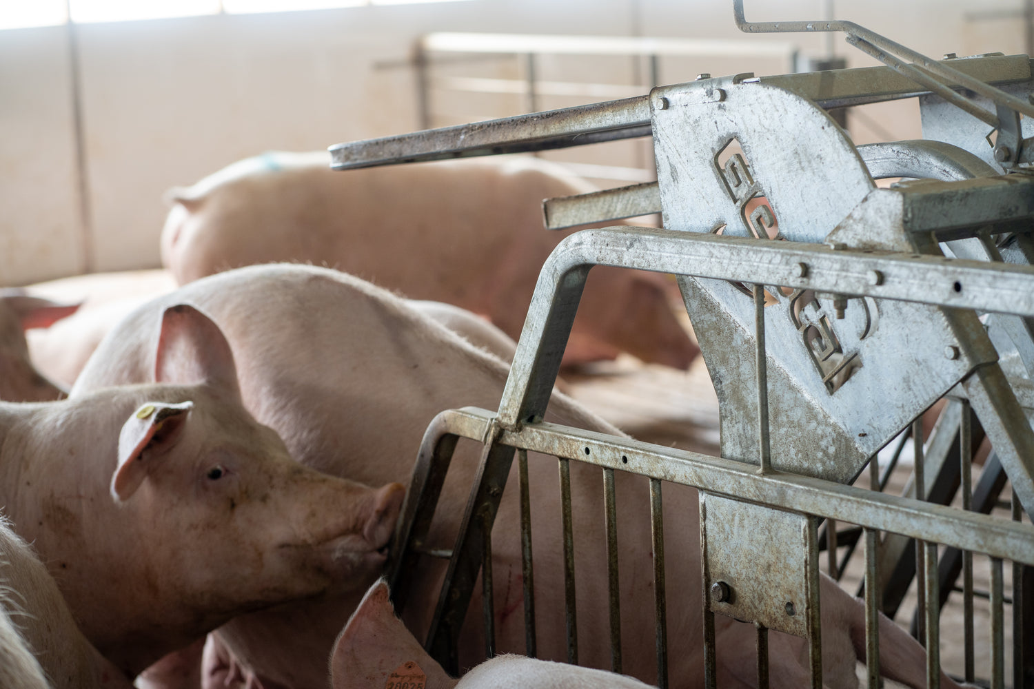 Sow with GESTAL station