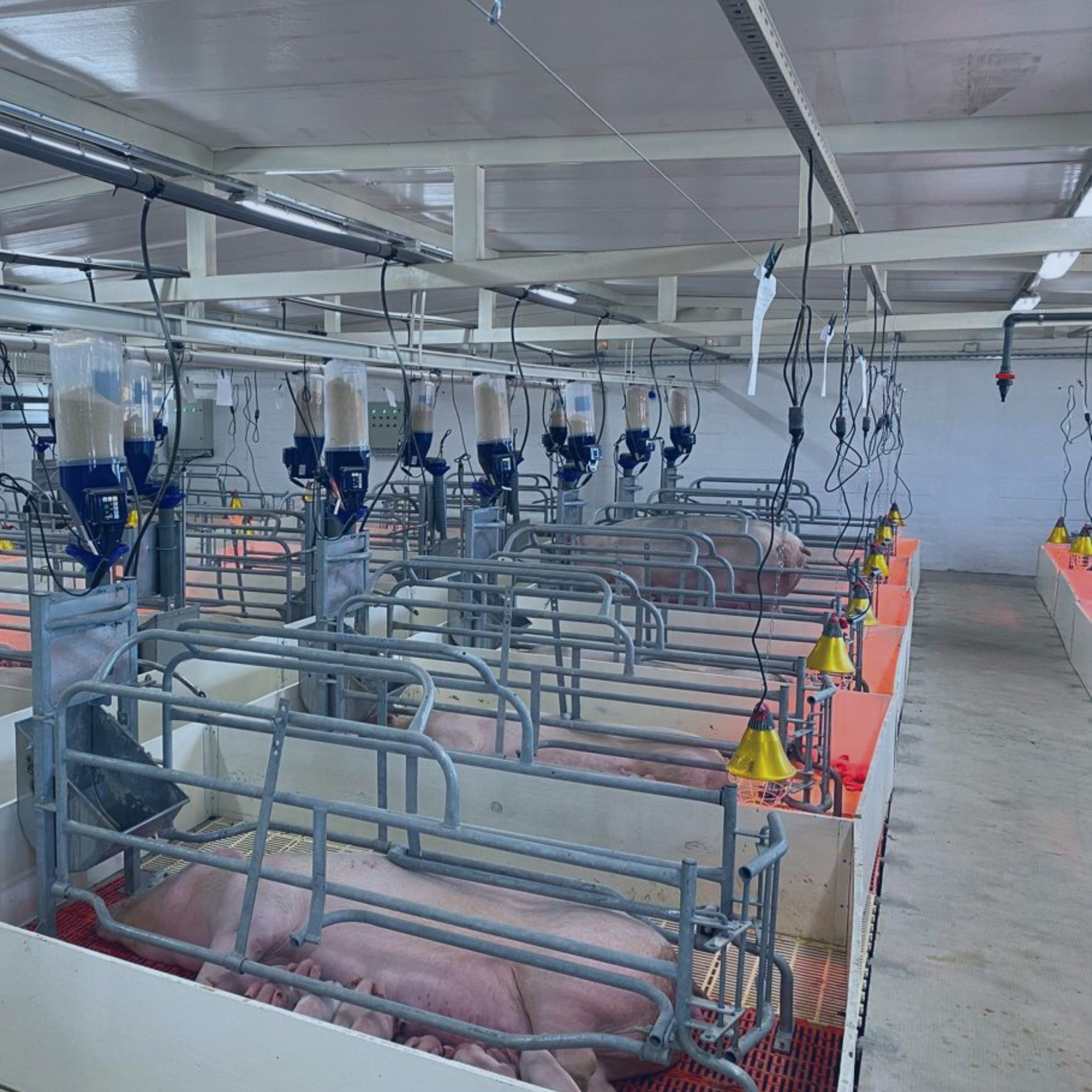 Sows in metal pens with GESTAL Focus automated feeding systems in a barn.