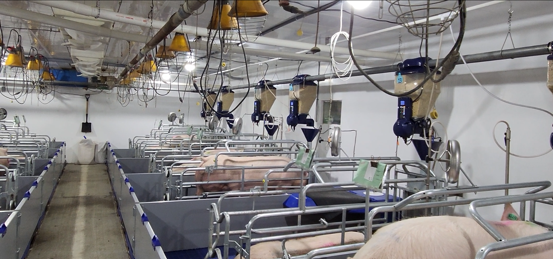 Sows with GESTAL Quattro in a farrowing room