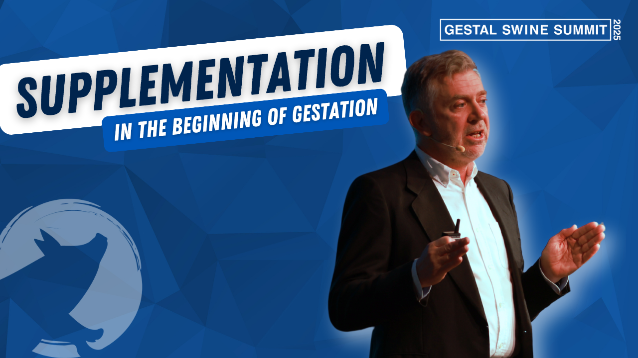 Conference about supplementation in the beginning of gestation during the GESTAL Swine Summint, presented by Antonio Gonzalez Bulness