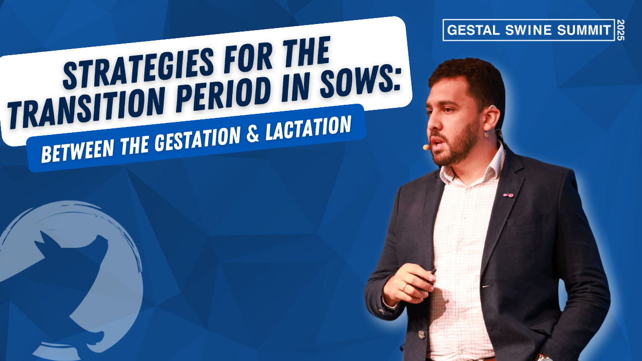 Presentation about the transition period in sows during the GESTAL Swine Summit, presented by Rodrigo Lima