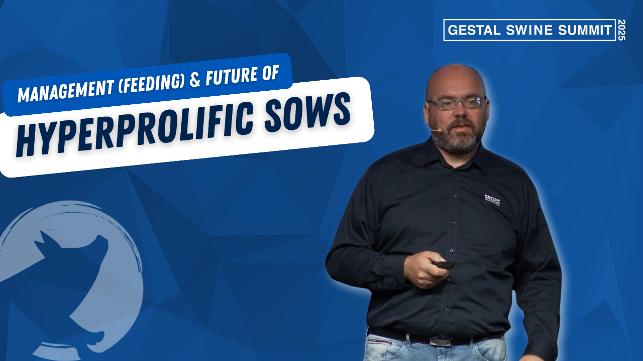 Conference about hyperprolific sows during the GESTAL Swine Summit, presented by Thomas Bruun.