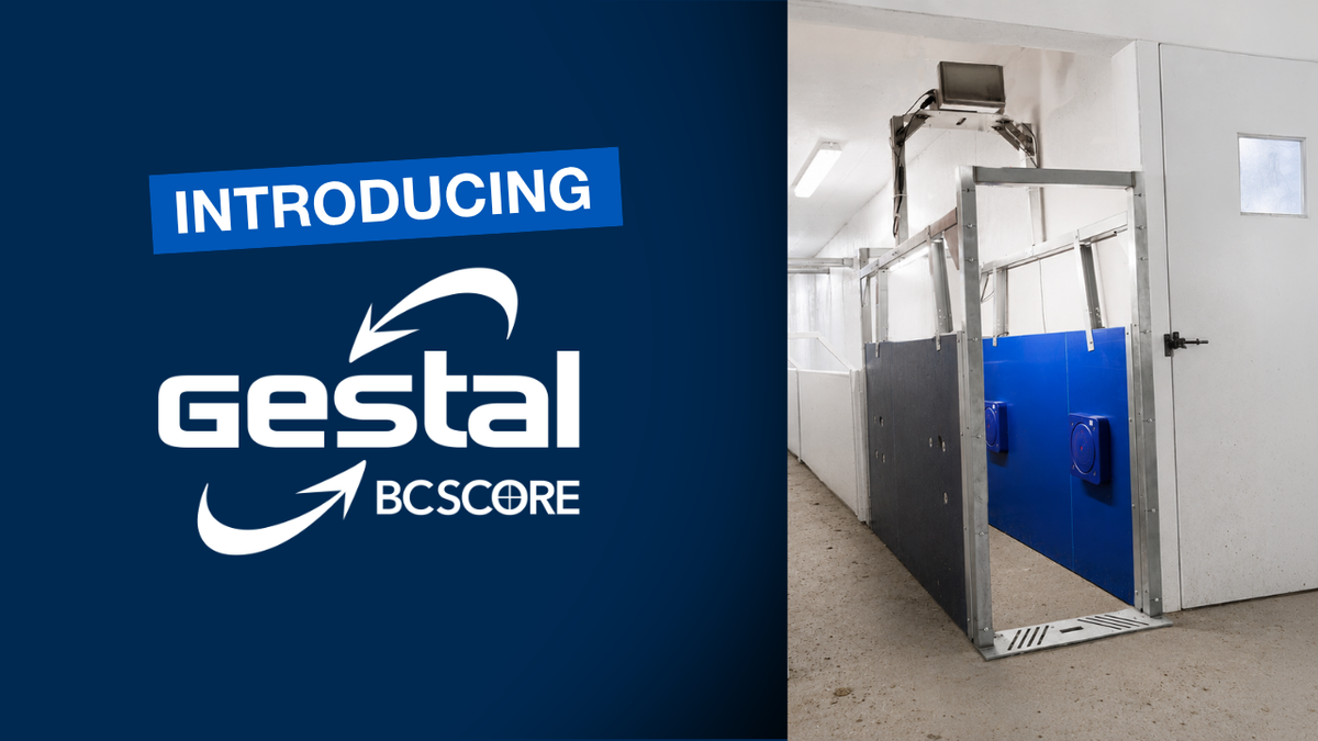 Charger la vidéo : GESTAL BCScore is an integrated moveable pass-through station capturing each sow’s body condition score during routine in-corridortransfers.
