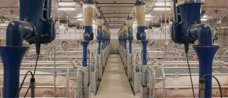 A row of GESTAL in a farrowing room with pigs spleeping