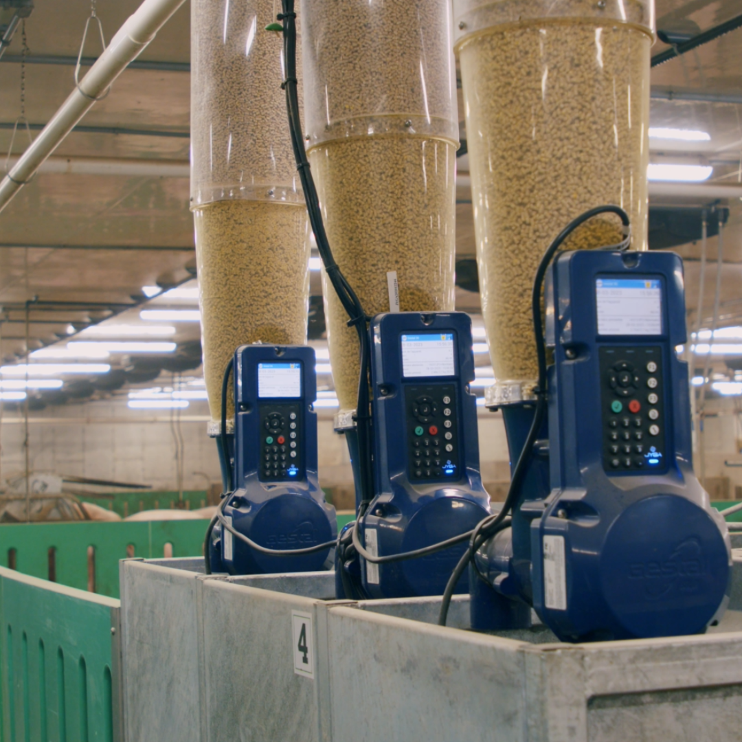 Smart Feeding system for sow farm