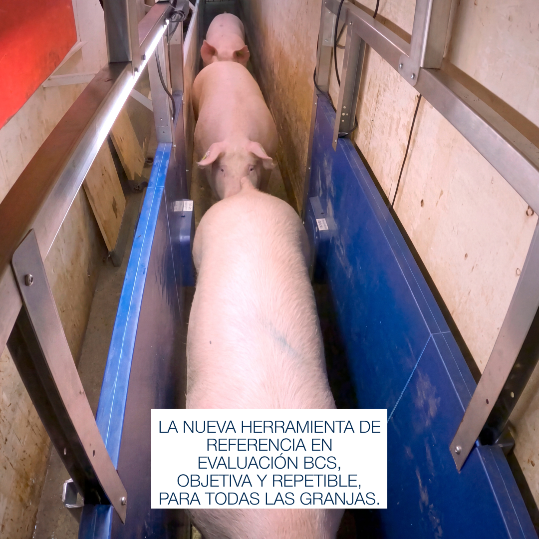Herramienta de referencia en evaluacion BCS