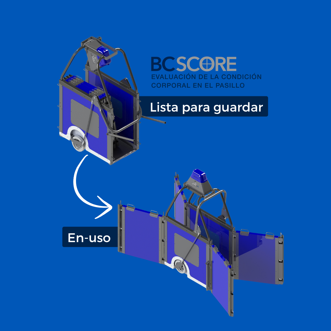 BC Score evaluacion de la condicion corporal en el pasillo