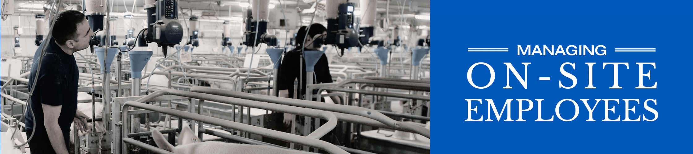 Workers in a pig farm with feeding system in a farrowing room