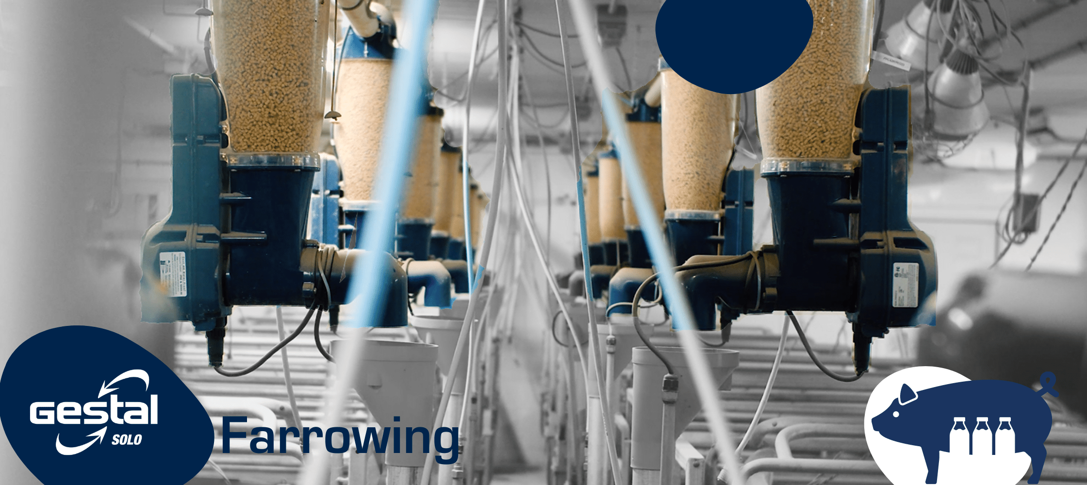 GESTAL in a farrowing room of a sow farm