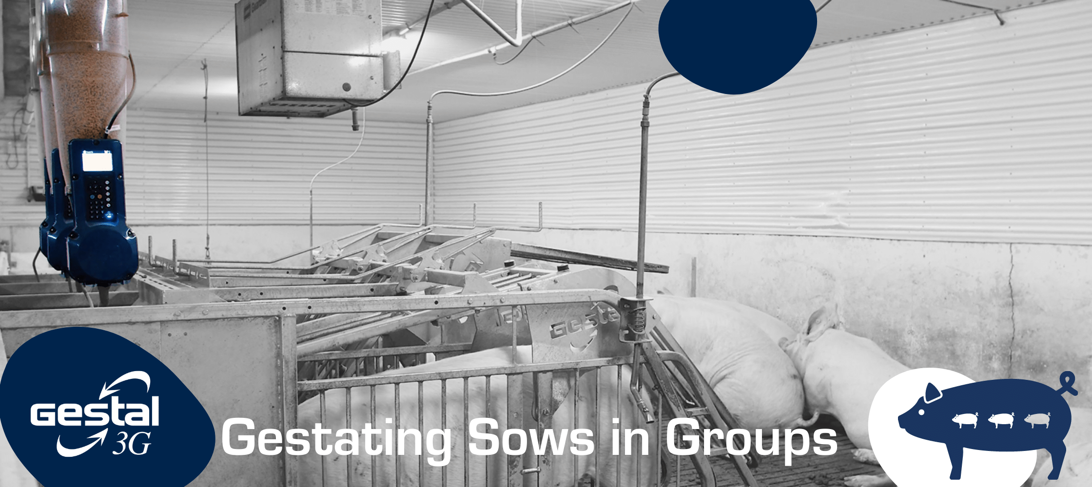 GESTAL 3G in a sow farm - open pen gestation