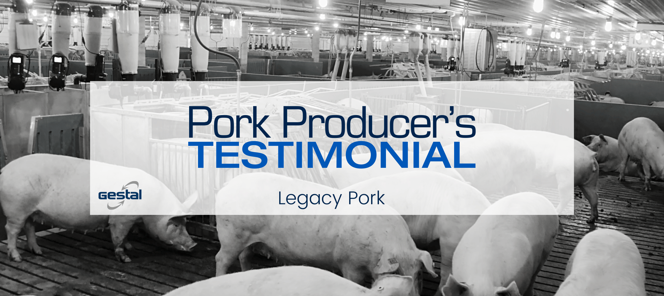 Charger la vidéo : Les propriétaires de la ferme Legacy Pork, située dans l’état du Missouri, aux États-Unis, partagent leurs expériences sur l’utilisation du système d’alimentation GESTAL 3G et Solo et comment ils ont amélioré les opérations quotidiennes de la ferme.