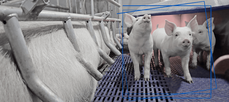 Pigs in a pen with metal bars and blue grid