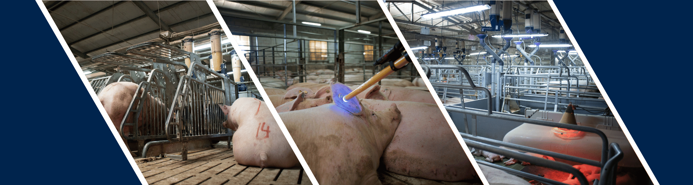 Images of a pig farm