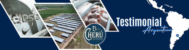 images of a pig farm from outside with piglets