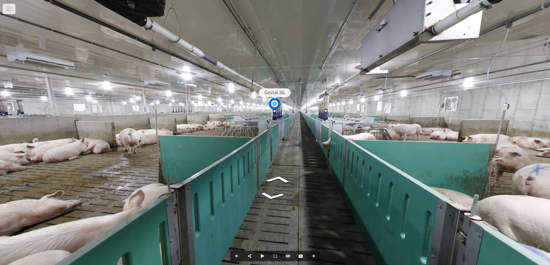 Pig farm with rows of pigs in pens and a central aisle.