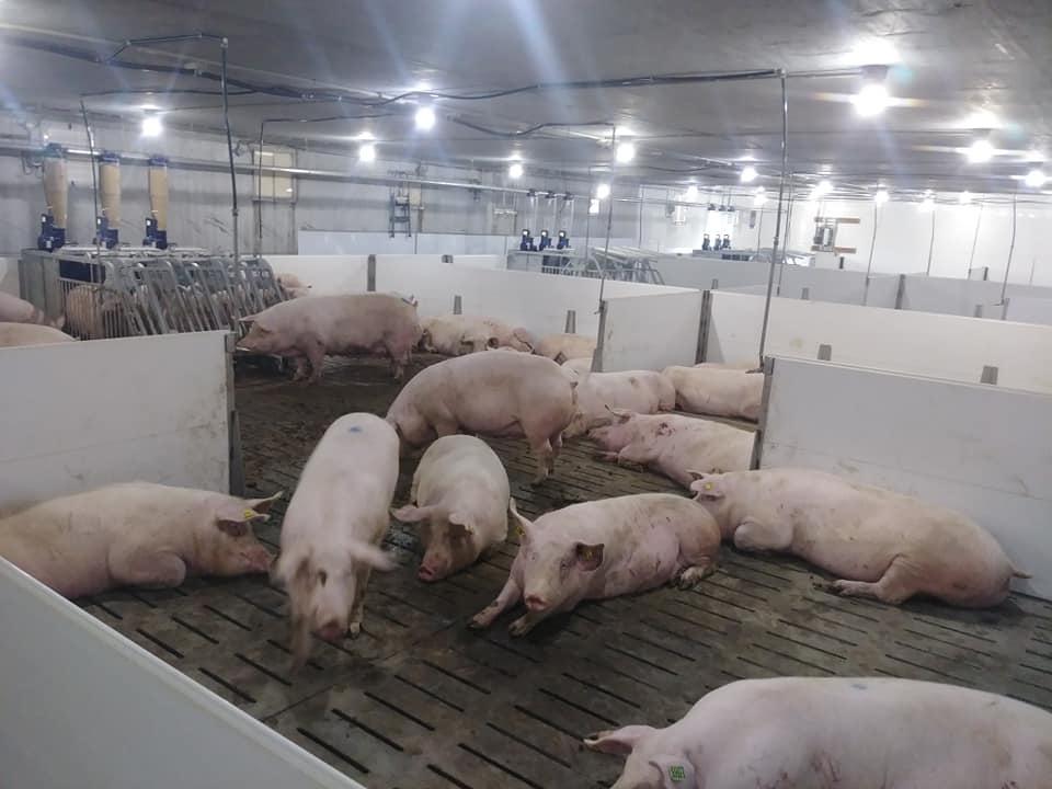 Sows in a gestating park with a group of GESTAL 3G in the background