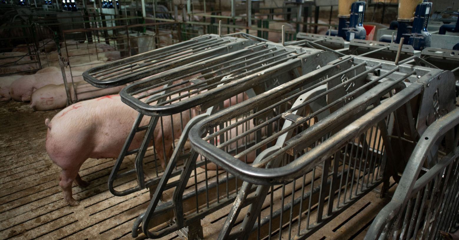 3 open doors of a GESTAL station in a pig farm with sows sleeping in the background