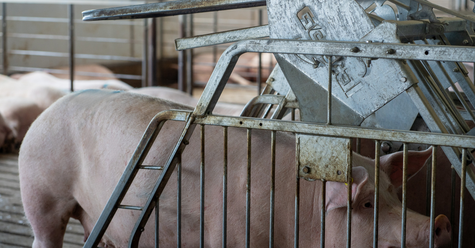 Pig going into the GESTAL station in a sow farm.
